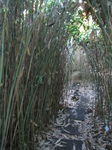 SX31132 Jenni walking through bamboo in botanical garden.jpg